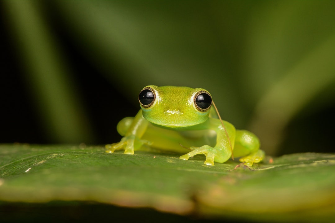 Puppyeyed Glass Frog Spiny Glass Frog in Costa Rica, Wildlife Print
