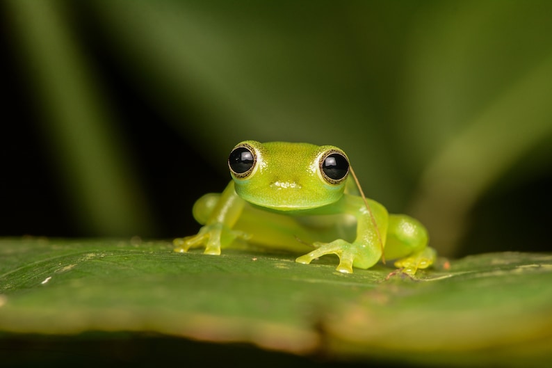Puppy-eyed Glass Frog Spiny Glass Frog in Costa Rica, wildlife print, nature print image 1