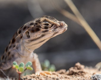 Leopard Lizard -- Photo print, a Long-nosed Leopard Lizard darts between the shadows beneath shrubs on the Colorado Plateau
