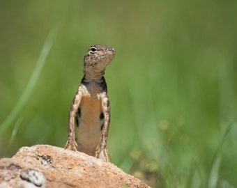 Tippy Toes -- Elegant Earless Lizard, wildlife print, nature print, digital photo print, Mexico, Sonora