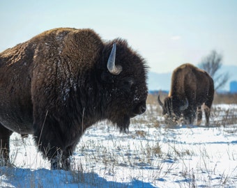 Bison in the snow -- American Bison in Colorado, wildlife print, nature print