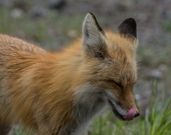 Lick -- Photo print, closeup of a Red Fox licking its nose
