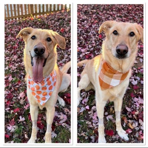 May include: Two light brown dogs wearing bandanas. The dog on the left is wearing a white bandana with a pumpkin print. The dog on the right is wearing a brown and white plaid bandana.