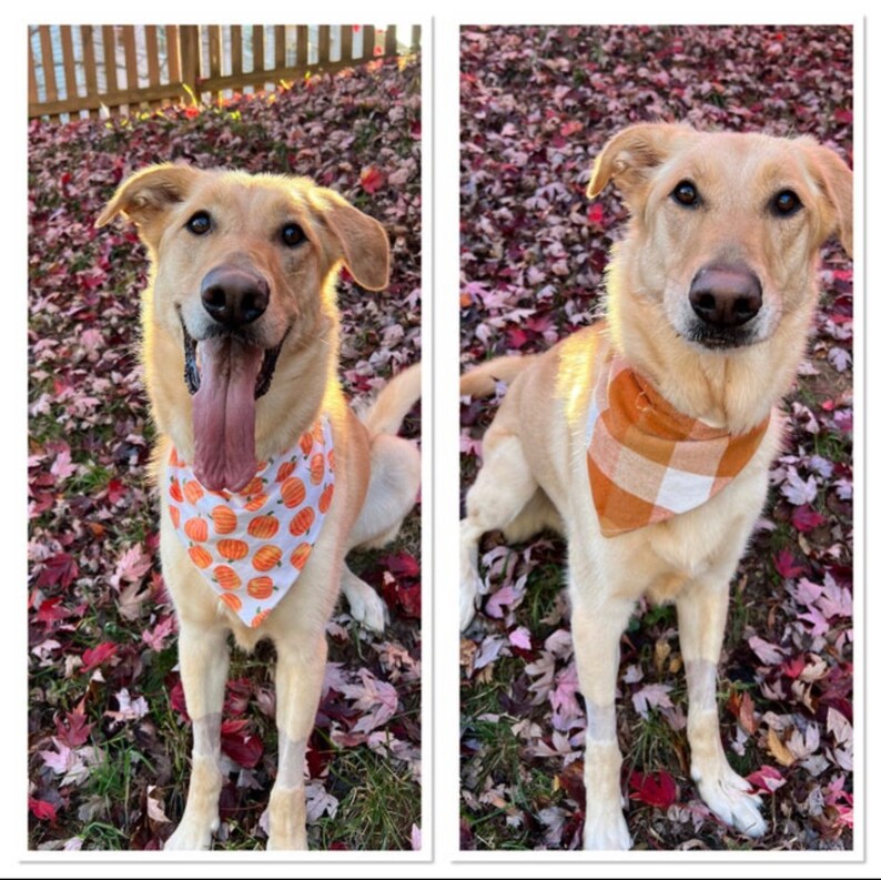 May include: Two light brown dogs wearing bandanas. The dog on the left is wearing a white bandana with a pumpkin print. The dog on the right is wearing a brown and white plaid bandana.