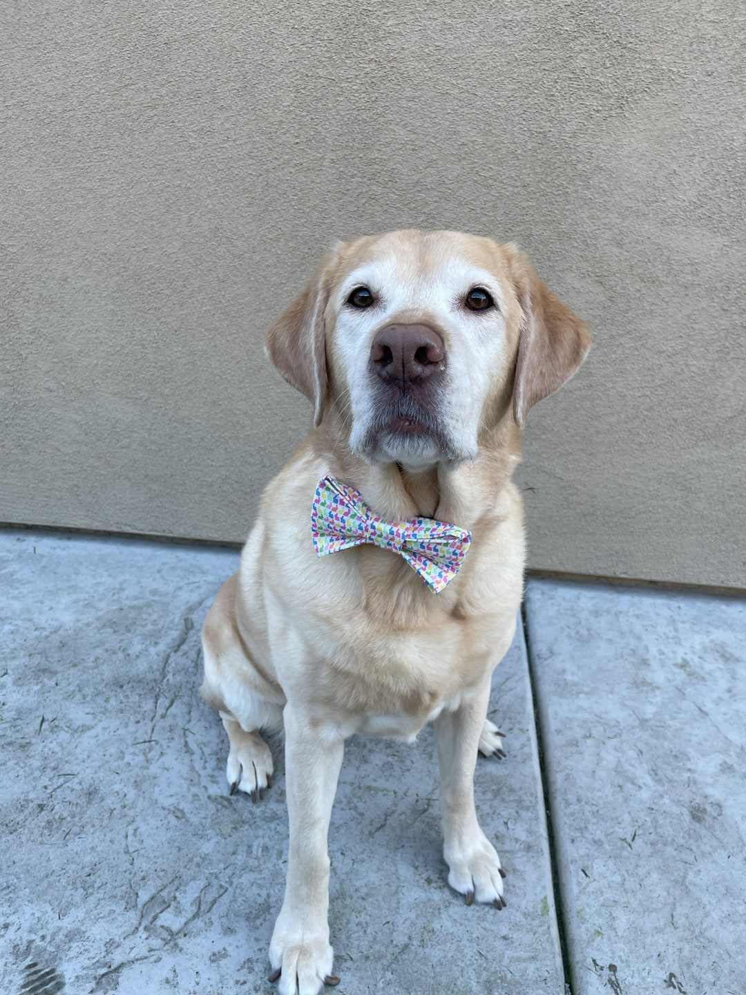 easter bunny bowtie