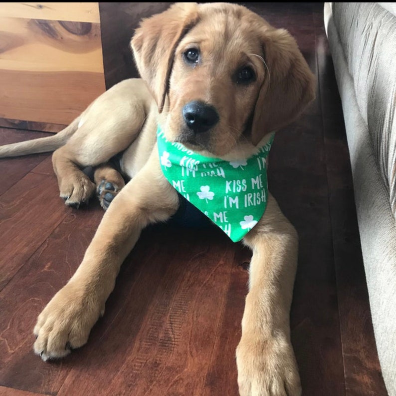 May include: A golden retriever puppy wearing a green bandana with white text and shamrock designs. The bandana reads "Kiss Me I'm Irish". The dog is lying on a wooden floor, looking directly at the camera.