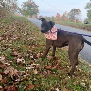 May include: A brown dog wearing an orange and white bandana with a pumpkin pattern is standing on a grassy area with fallen leaves. The dog is looking at the camera.