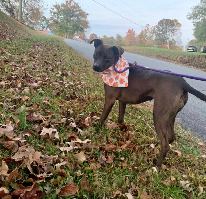 May include: A brown dog wearing an orange and white bandana with a pumpkin pattern is standing on a grassy area with fallen leaves. The dog is looking at the camera.