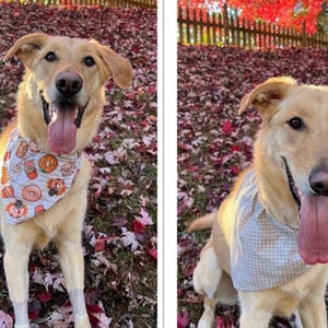 May include: A light brown dog wearing two different bandanas. The dog is sitting in a pile of fallen autumn leaves. The first bandana has a donut and pumpkin pattern. The second bandana has a white background with small black dots.