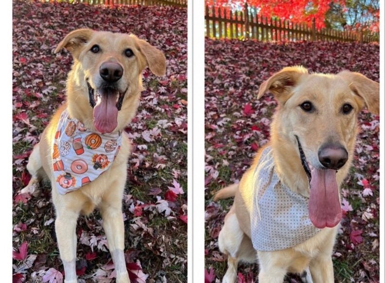 May include: A light brown dog wearing two different bandanas. The dog is sitting in a pile of fallen autumn leaves. The first bandana has a donut and pumpkin pattern. The second bandana has a white background with small black dots.