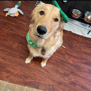 May include: A golden retriever dog with a green bandana and a green toy on its head. A plush duck toy is on the left. The dog is looking at the camera. The dog has a red tag on its collar.