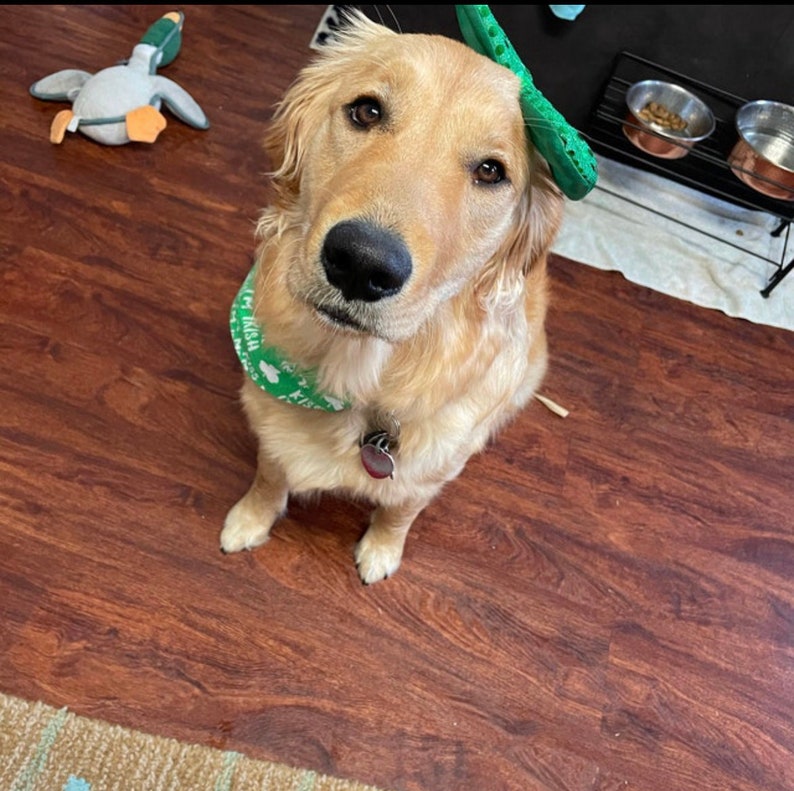 May include: A golden retriever dog with a green bandana and a green toy on its head. A plush duck toy is on the left. The dog is looking at the camera. The dog has a red tag on its collar.