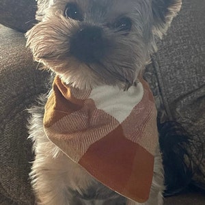 May include: A small, brown and white dog wearing a brown and white plaid bandana. The dog is looking directly at the camera.