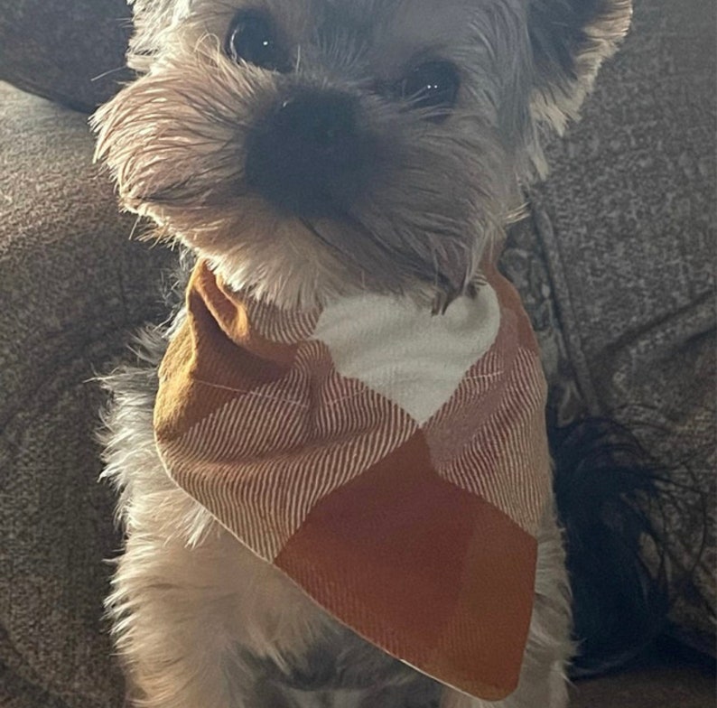 May include: A small, brown and white dog wearing a brown and white plaid bandana. The dog is looking directly at the camera.