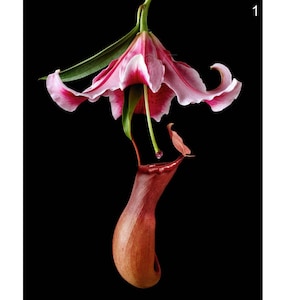 Natureyoni, Hot Pink, Snapdragon, Bud, Photo Print, Erotic ...