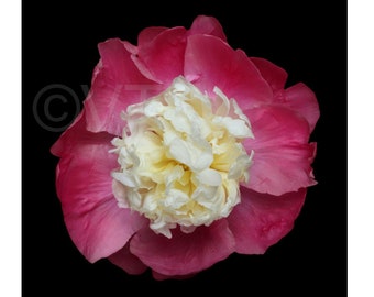 Wydruk: Plakat ścienny Vonflora Peony Print Pink & White Peonies