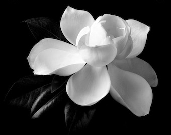 Magnolia Flower Print: Black and White Floral Photography