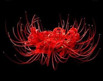 Spider Lily Art Print: Vonflora Superflower Wall Poster