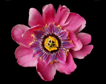 Vonflora Pink Peony Art Print: Plakat z męczennicą