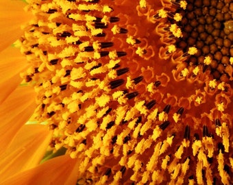 Print of: Sunflower Print Wall Art Poster