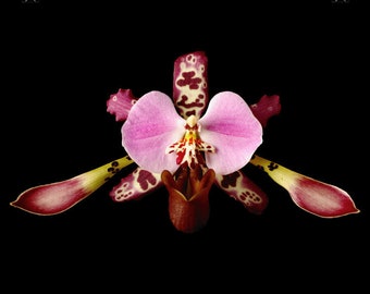 Impressão de orquídea sapatinho-de-vênus: Vonflora Lowii, arte botânica para parede