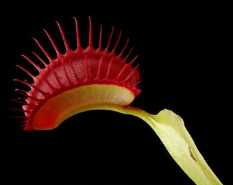 Tryck av: Venus flugfälla blommatryck Poster väggkonst