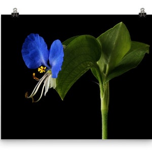 Print of: Erect Dayflower Print Commelina Erecta Flower Wall Art Poster