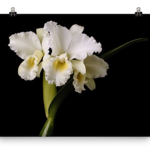 Print of: Cattleya Orchids Print White Cattleya Orchid Poster White Orchid Photo