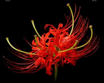 Print of: Vonflora Spider Lily Print Lycoris Radiata Flower Poster Wall Art 2