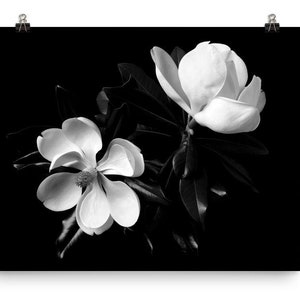 Print of: Black White Magnolias Print Magnolia Poster Wall Art