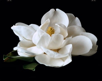 Vonflora Magnolia Print: Large Floral Photo Poster