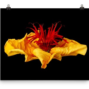 Print of: Vonflora Hibiscus Print Monarda Bee Balm Flower Wall Art Photo Poster