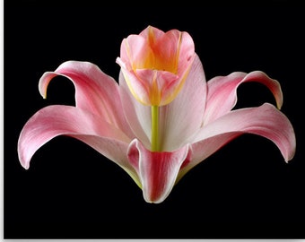 Kunstdruck von: Vonflora Pink Lily Print Pink Tulip Print Large Pink Lily Flower Pink Flower Wall Art Tulip Poster