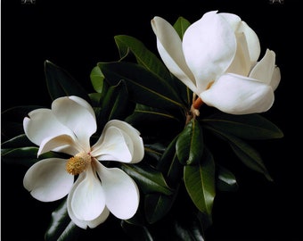 Print of: White Magnolias Print Magnolia Poster Wall Art