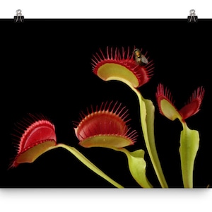Print of: Venus Fly Trap Flower Print Poster Wall Art with Fly