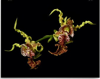 Print of: Alien Orchid Print Dendrobium Spectabile Orchid Poster  Wall Art