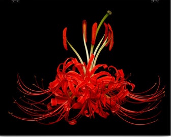Print of: Vonflora Spider Lily Print Lycoris Radiata Flower Spider Lilies Wall Art Poster Lily Stamens