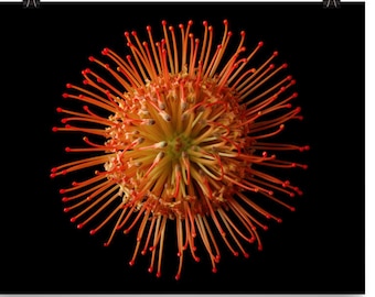 Print of: Pincushion Print Leucospermum Protea Flower Poster Wall Art Photo