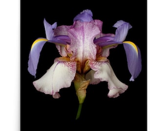 Print of: Vonflora Iris Print Purple Irises Wall Art Violet Iris Flower Poster