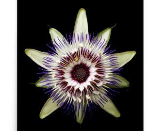 Print of: Vonflora Passion Flower Print Passiflora Flower Wall Art Passion Flower Poster