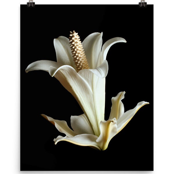 Print of: Vonflora Easter Lily Print Peace Lily Print White Lilies Poster Wall Art