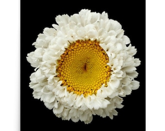 Print of: Vonflora White Daisy Print Daisies Flower Wall Art White Flower Photo Poster