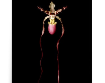 Vonflora Paphiopedilum Orchid Lady Slipper Orchid Picture Orchid Photo Orchid Print Orchid Art Orchid Poster Lady Slipper Orchid Wall Art