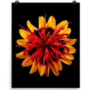 Print of: Vonflora Denver Daisy Print Monarda Bee Balm Flower Daisy Wall Art Poster