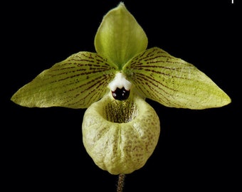 Paphiopedilum Orchid Malipoense Orchid Print Malipoense Orchid Photo Malipoense Orchid Picture Malipoense Orchid Poster Orchid Wall Art