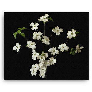 Print of: White Dogwood Canvas Print  Wall Art White Dogwood Flower