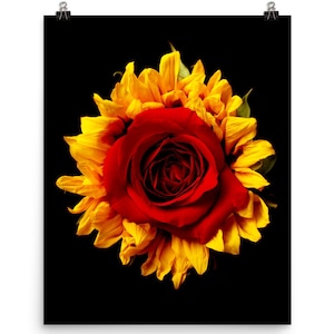 Impresión de: Vonflora Impresión de girasol Arte de pared de rosa roja Póster de girasol Póster de rosa