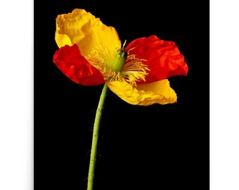 Print of: Vonflora Poppy Print Red Yellow Poppy Wall Art Poppy Flower Poster