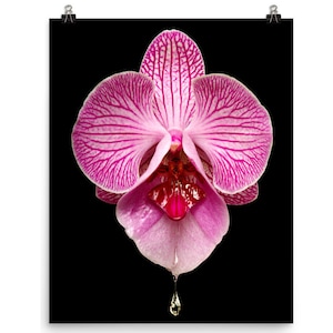 Vonflora EroFlower Calla Lily Blume Druck suggestive Blume - Etsy.de