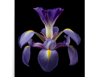Vonflora Iris Flower Print: Superflower Wall Art Poster